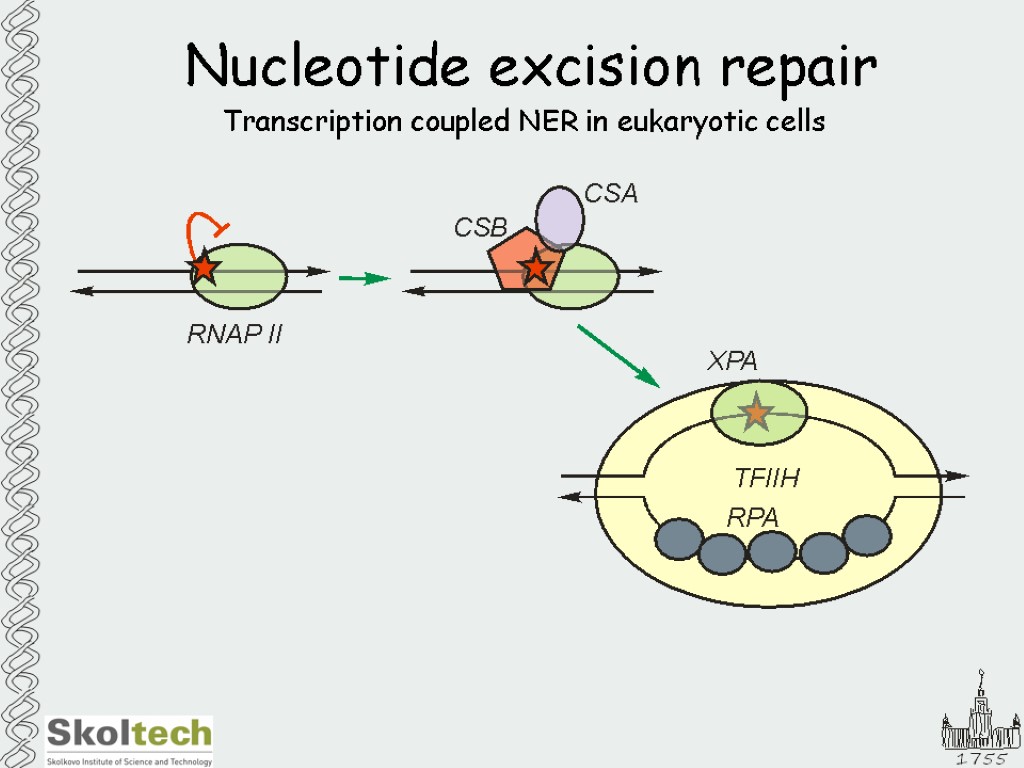 Nucleotide excision repair Transcription coupled NER in eukaryotic cells